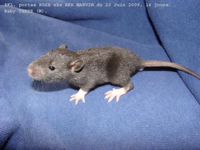 ROSE x EKR MARVIN: 11 ratons à adopter 100% gentils!!!! (33) - Page 2 360_136-10c63ca