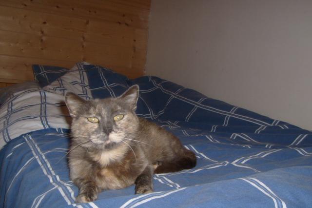 Josephine, chatte ecaille de tortue diluée de 2008 - dpt 22 001-1fc9489