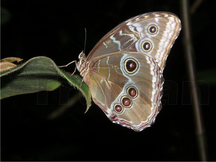 ===Mariposas=== - Página 13 Morpho-sp-1bd1135