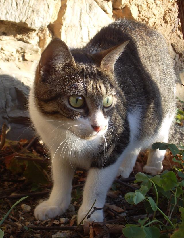 Help pour une chatte adorable sauvée in extremis ! 1 an (83) Imgp7266-14234de