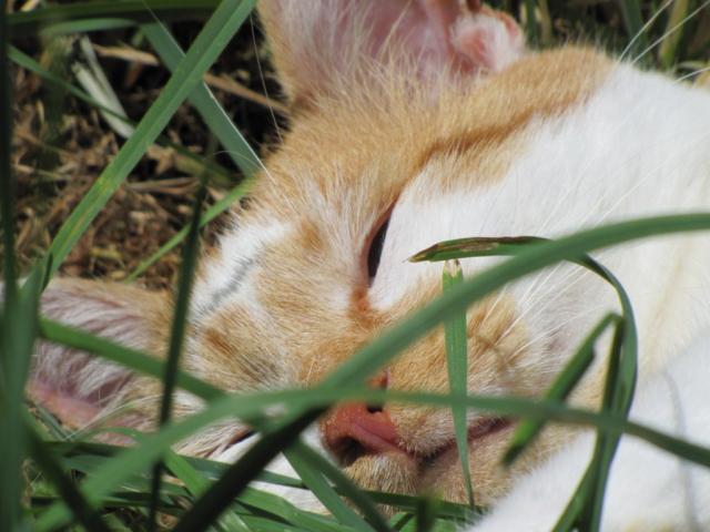 Marmelade chat roux et blanc aveugle cherche FA dpt 35/56/44 Img_0069-1e48940