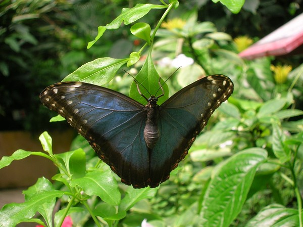 Le Morbihan Jardin-papillons-2-129ea38