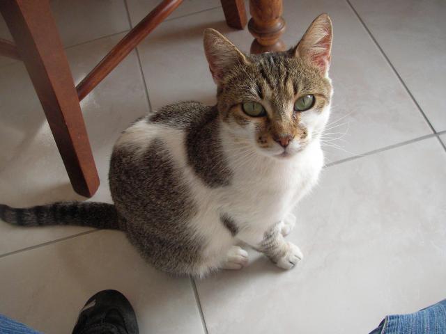 Chatte d'un an (56) Sany0011-77034d