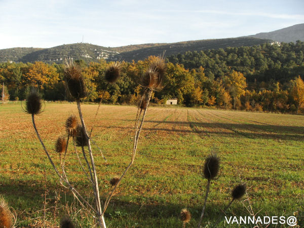 Couleurs d' automne de ma région ( var ) 4-156cf5d