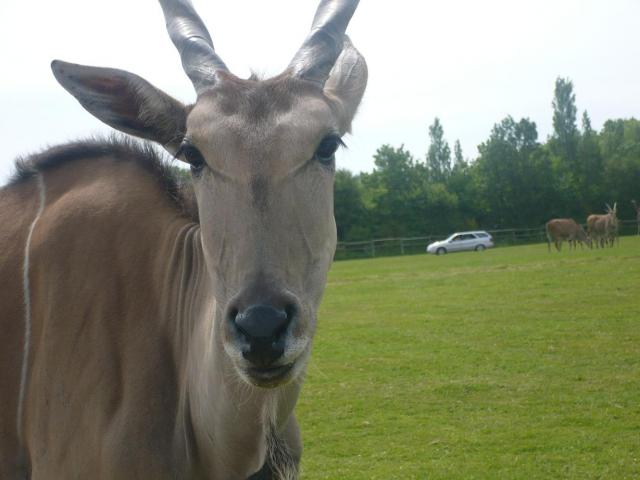 Zoo Planète Sauvage Tilanducapbis-f1f182