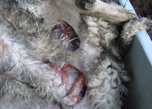 Mutilation de moutons à Shrewsbury Photo-03-1b1e627