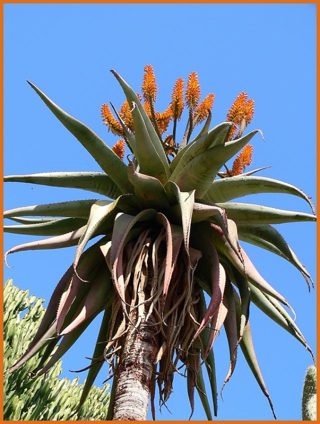 Aloés du jardin botanique de Monaco P1180605-1b4b990