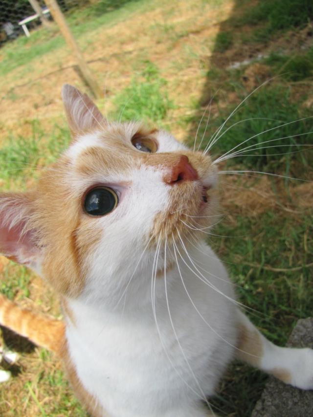 Marmelade chat roux et blanc aveugle cherche FA dpt 35/56/44 Img_0050-1e4890e