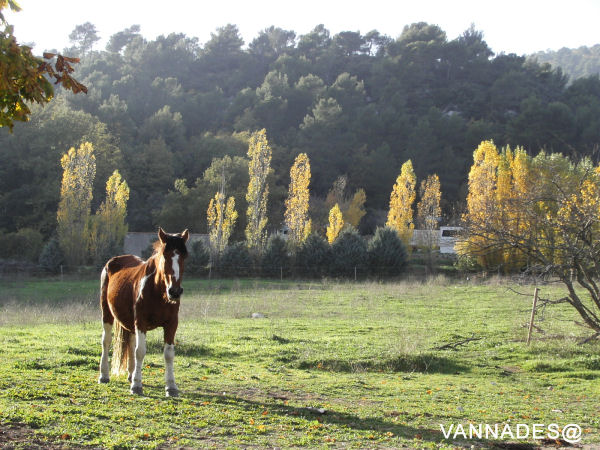 Couleurs d' automne de ma région ( var ) 19-156d031