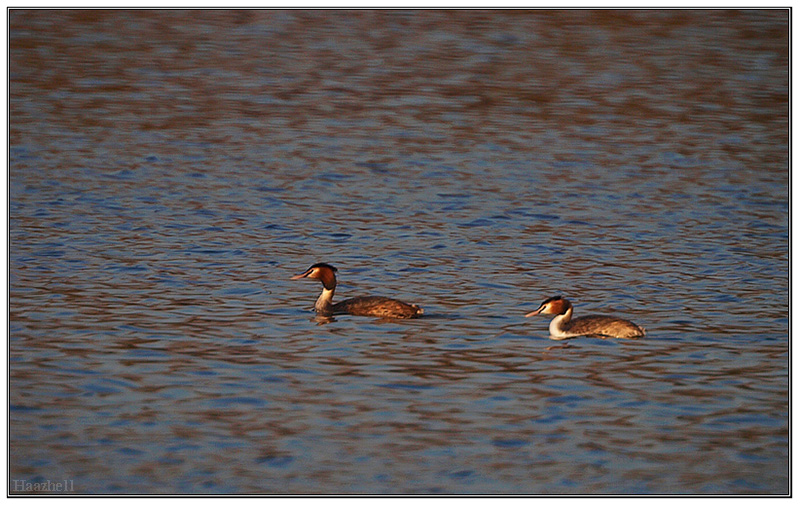 Aux tangs de Proyart Grebe-crete-c8b9d4