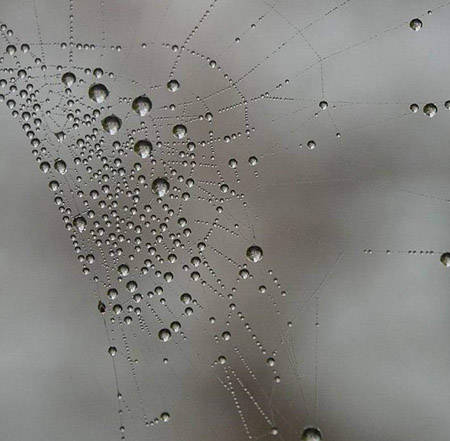 صور نادرة لمنزل عنكبوت بعد هطول الأمطار 479142964d994a1ccf0b82cdcfdc53b79412da3