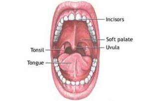 9 Bagian Tubuh Manusia Yang Belum Diketahui Fungsinya 5423939c88ea15985253e1daddc6d1196249046