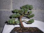 Little Juniperus Sth71578-23b38e6