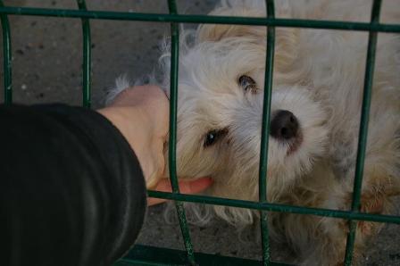 TROUVE - Chienne Type Bichon Maltais à BOURNEZEAU - 85 Bichon-1-trouvee---nala-22cb7bc