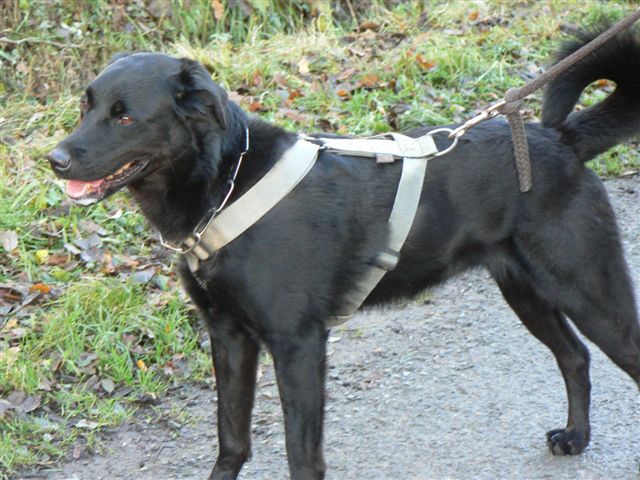 APYy -  labrador 6 ans - Spa de Chateau Malo (35) P1170056-2384c77