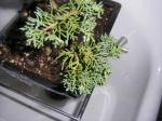 Little Juniperus Sth71582-23b3955