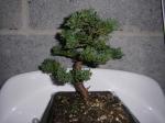 Little Juniperus Sth71579-23b3903
