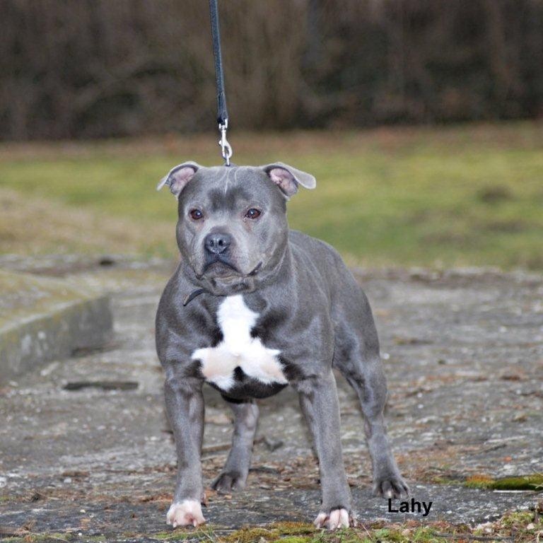 Le Staffordshire Bull Terrier : le staffie - Page 3 Dsc_0410-2655707