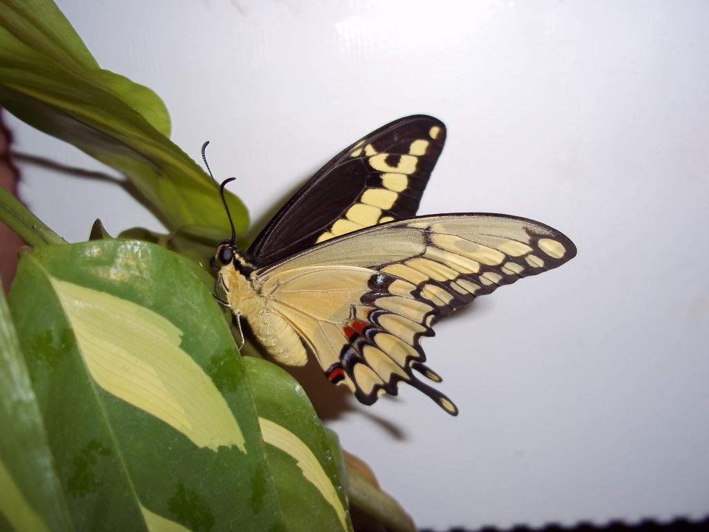 Papilio cresphontes Et-2010-006-2415765