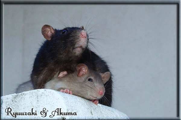 Mes ratounes Rats-2-15--2437031