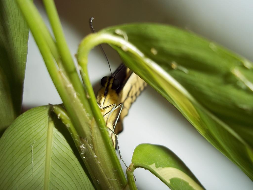 Fichas de Papilio cresphontes Et-2010-008-24157a8