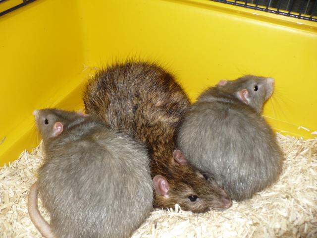 Reese et Dewey, 2 rats bleus adultes cherchent une famille (RP et +) 026-24602cf