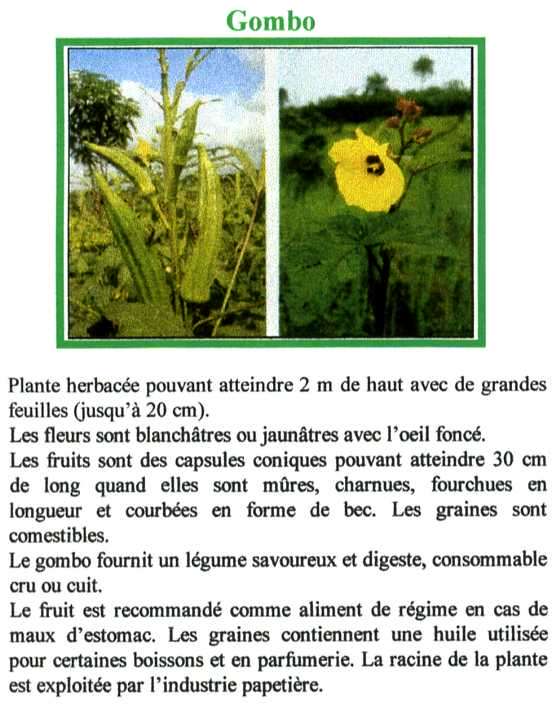 Les Légumes -Légumes du bout du monde - Le petit pois -La patate douce -et autres Gombo-22c4381