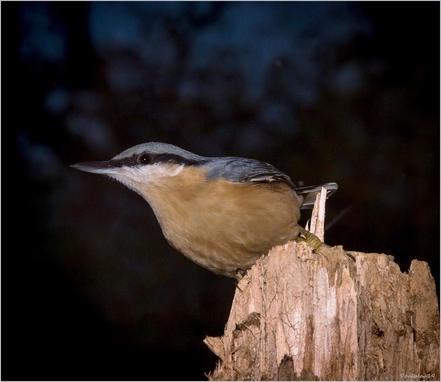 Sittelles Nocturnes.. Pb_975-39f6178