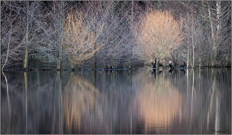 Cormorans Island ... ( GH2 ) Pb_1138-3b7ace9