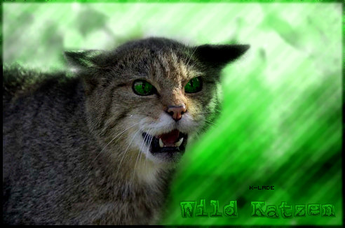 Wild Katzen Wildkatzn-52a106