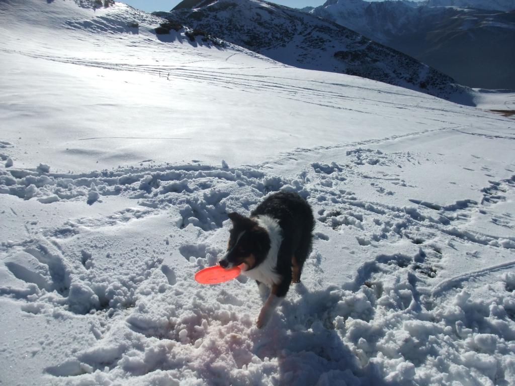 Frisbee dans la neige Dscf3264-255d124