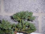 Little Juniperus Sth71584-23b396f
