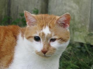 Marmelade chat roux et blanc aveugle cherche FA dpt 35/56/44 Img_0974-278eb03