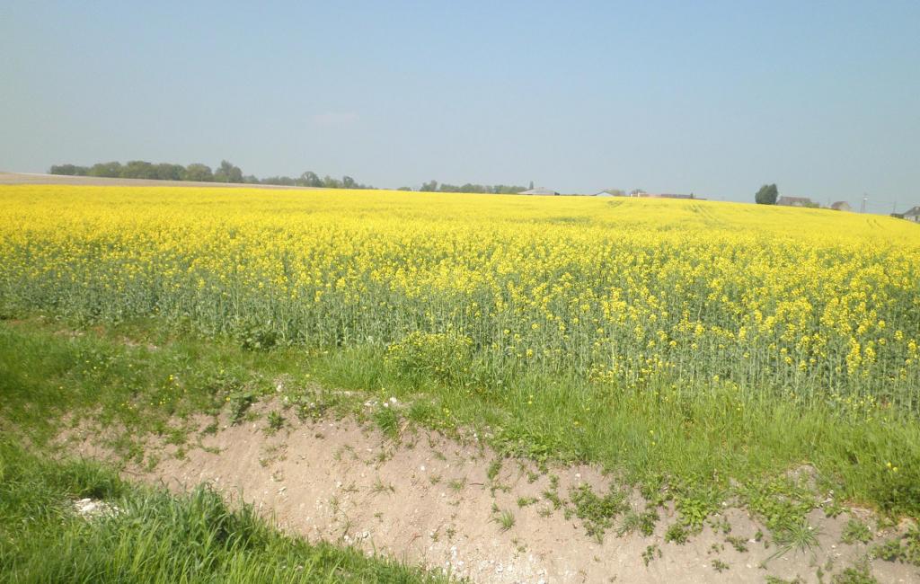 Crop circle : avez-vous bien compris ce qui se passe dans le colza ? Essai-01-278afe0