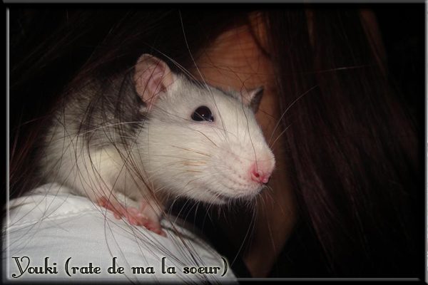 Mes ratounes Rats-2-7--2436fc5