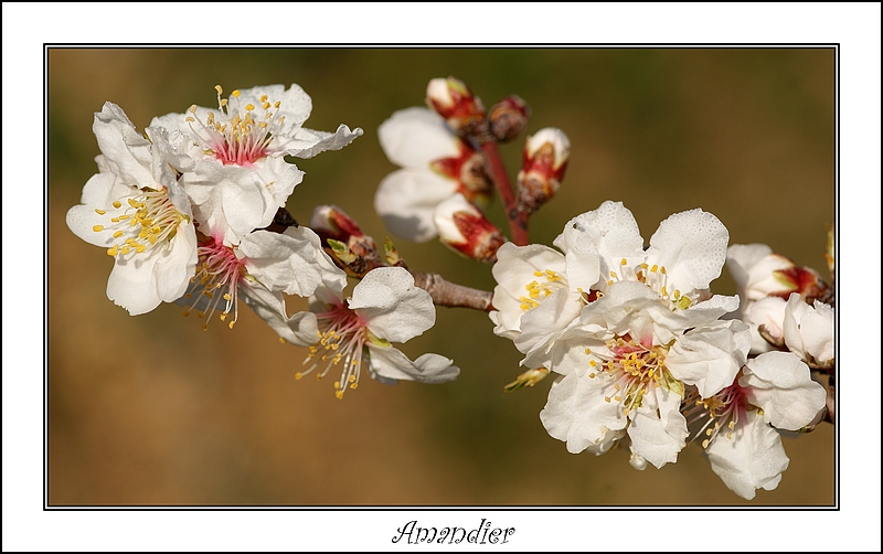 L'arrivée du printemps  Dsc00190-2547f7a