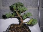 Little Juniperus Sth71581-23b3943