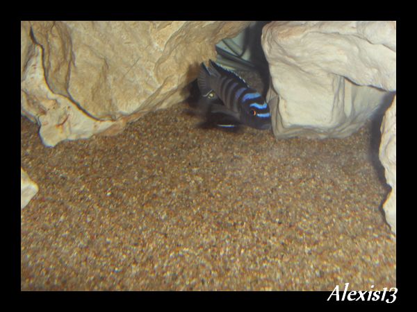 Cynotilapia sp."elongatus chitimba" Chitimba Bay Sdc10380-2cd2373