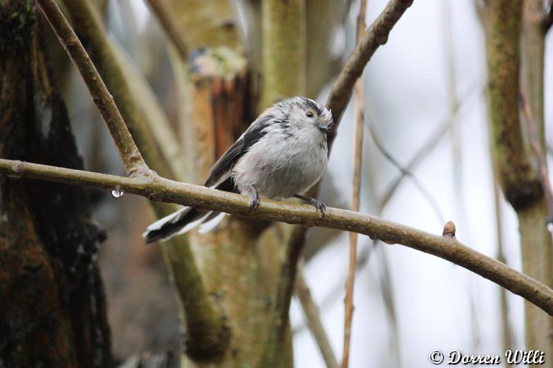 Mésange a longues queues trempée jusqu'au os Dpp_-m-sanges---0011-31abb0a