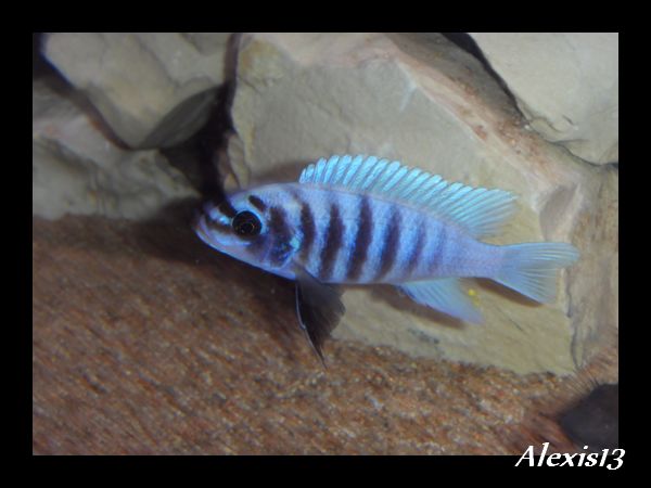 fiche:Metriaclima Zebra Chilumba "Maison Reef" Sdc10482-2cc3113