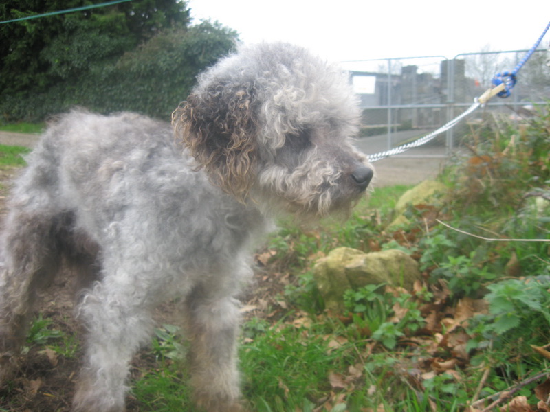 Cherche FA sur Plouhinec 29 pour Ti MAX 15 ans canichon en refuge.  Maxcaniche-3139c63