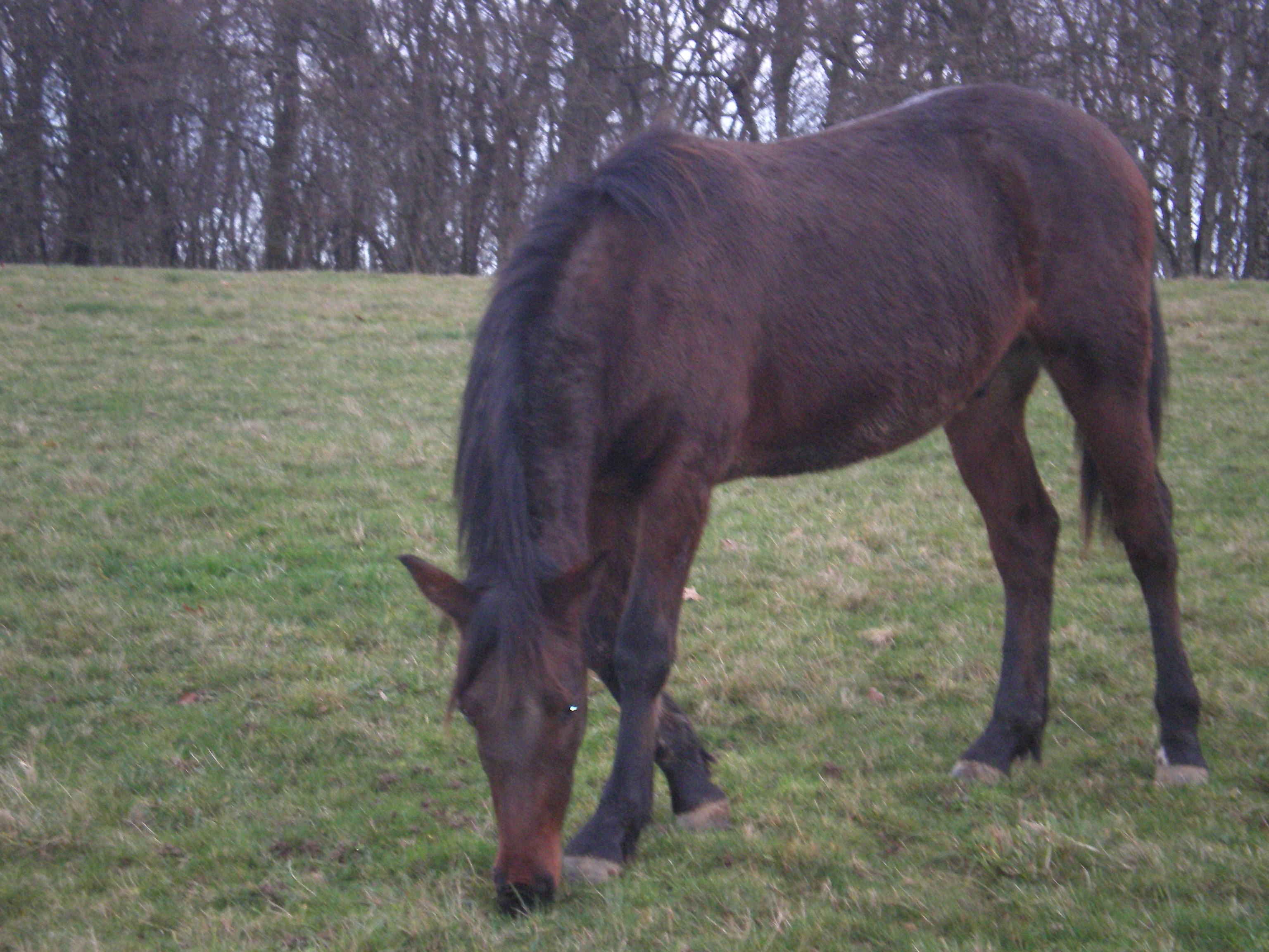 Une petite beaute hors du commun  Decembre-roman-2009-018-2a72376