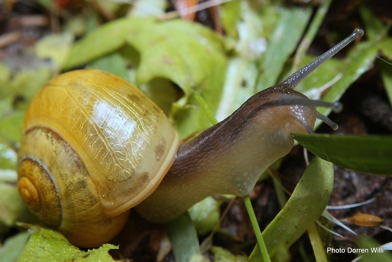 petits escargots , mais pas au beurre d'ail lol Img_2103-800x600--28d0848