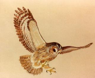 Transformer une image pour la faire graver sur du cuir Moonbird-owl-ori-left-28e29c2