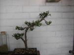 Second podocarpus Sth71761-2a1a142