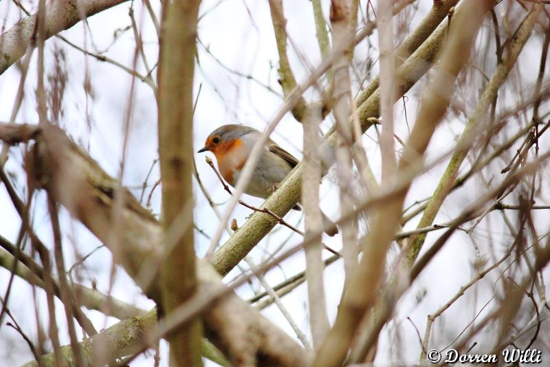 Rouge-Gorge dans mon jardin ( 1er mars 2012 ) Dpp_-6-mars---0015-324e2fc