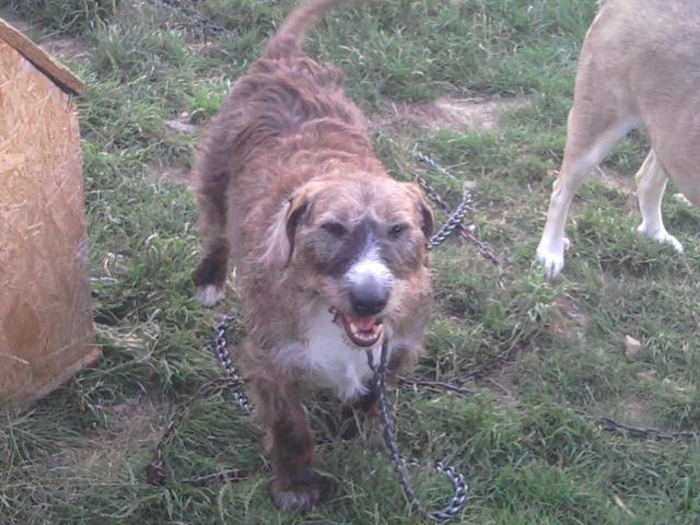 URGENT Acadie, femelle, bull terrier X Griffon, 7 ans  Acadie1000-2a376b1