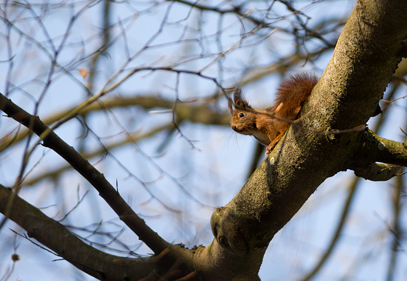 Dans l'arbre _1310176-329d12d