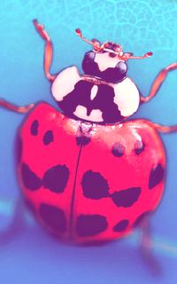 Galerie Lyly21 Avatar-coccinelle-colo-142-31b2c43