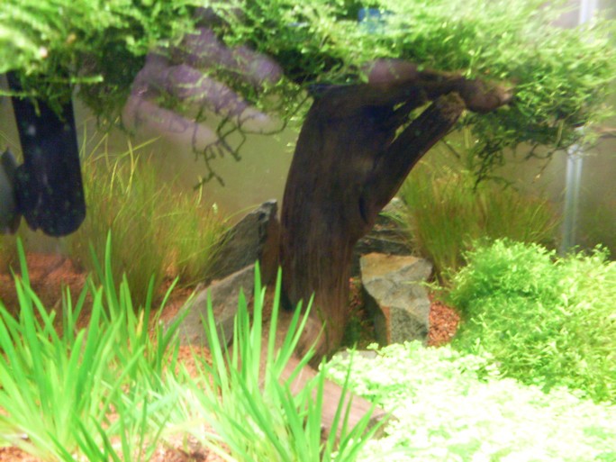 Nano 30L aquascape  Timothy-095-2f3abfe